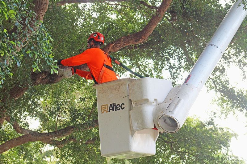 What Else Actually Helps Trees Stand Tall