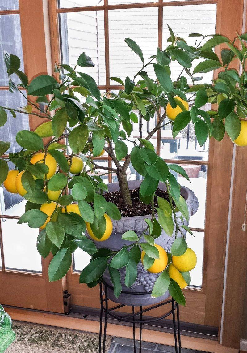 Feed Your Tree Regularly For Zesty Fruit