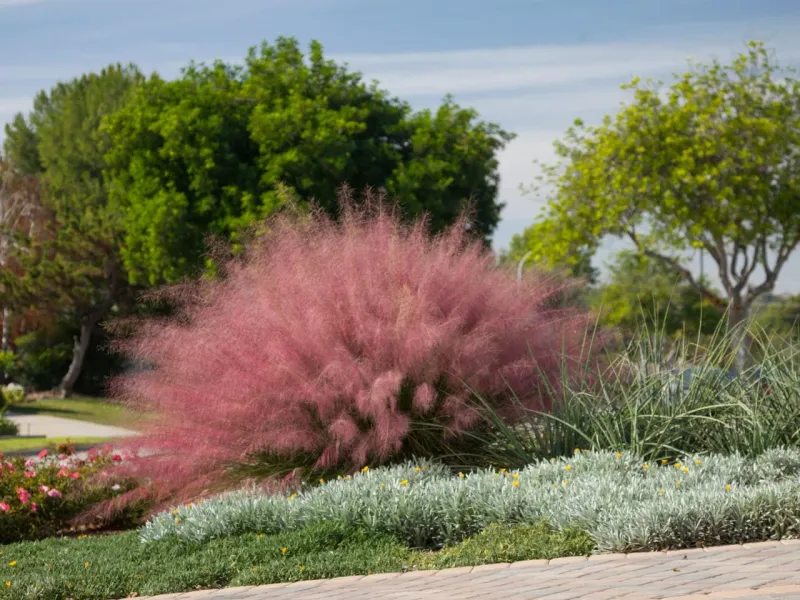Pink Muhly Grass Anchors Sunny Slopes