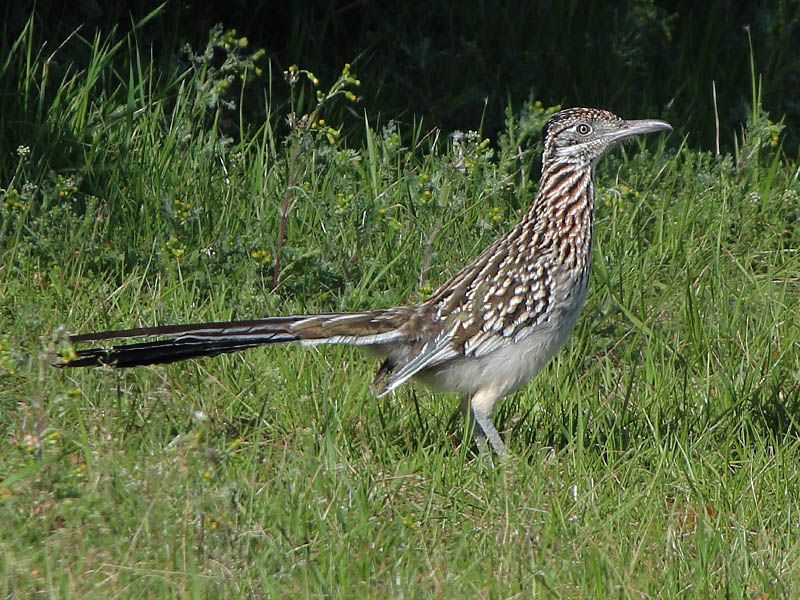 One Bird Cannot Cover A Texas Yard