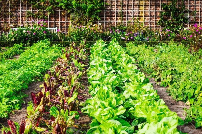 Leafy Greens For Later In The Season