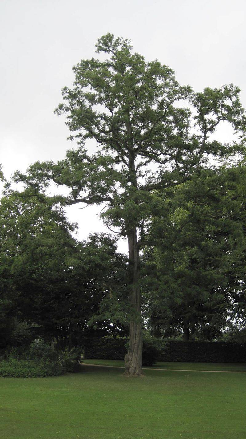 Keep A Stable Tree When The Location Works