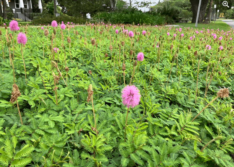 Sunshine Mimosa Fills A Yard In One Season