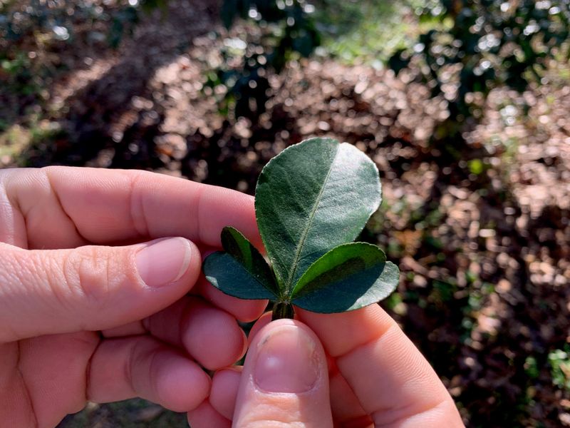Thorns And Leaves Provide Supporting Clues