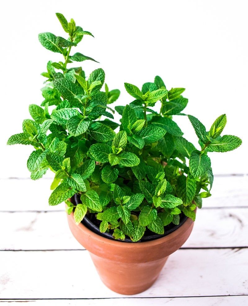 Mint Varieties Create A Strong Scent Barrier