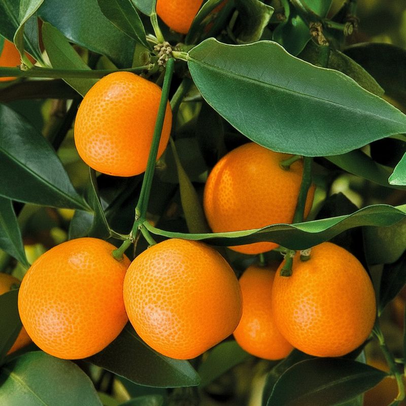 Kumquat