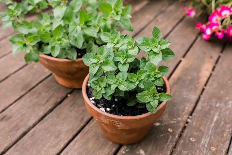 Oregano Is A Hardy Perennial For Italian Nights