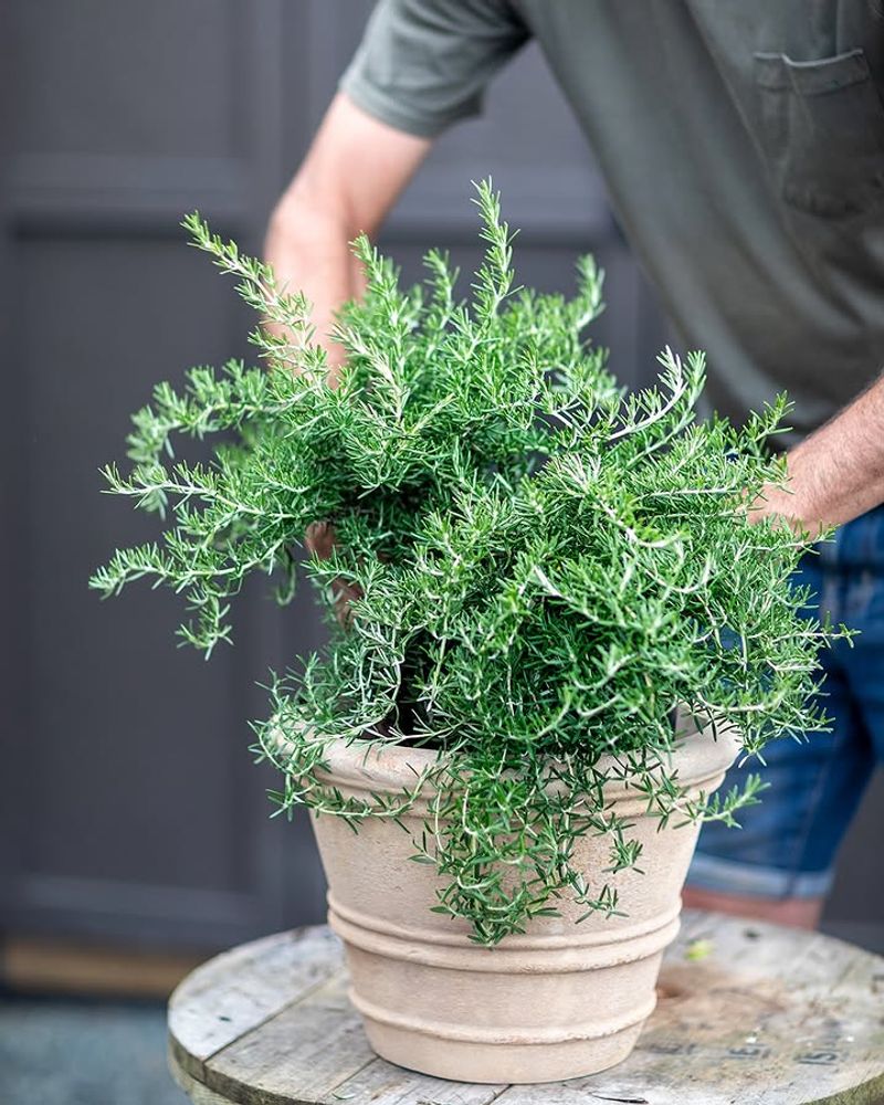 Grow Rosemary for Its Real Florida Benefits