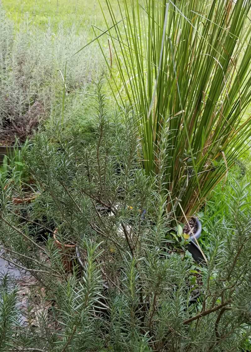 Rosemary Fits the Landscape, Not the Lock