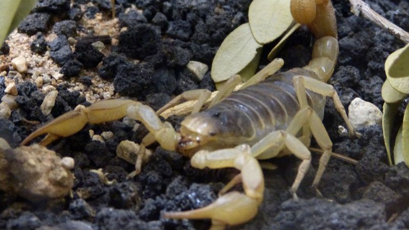 Keep Plantings From Becoming Scorpion Shelter