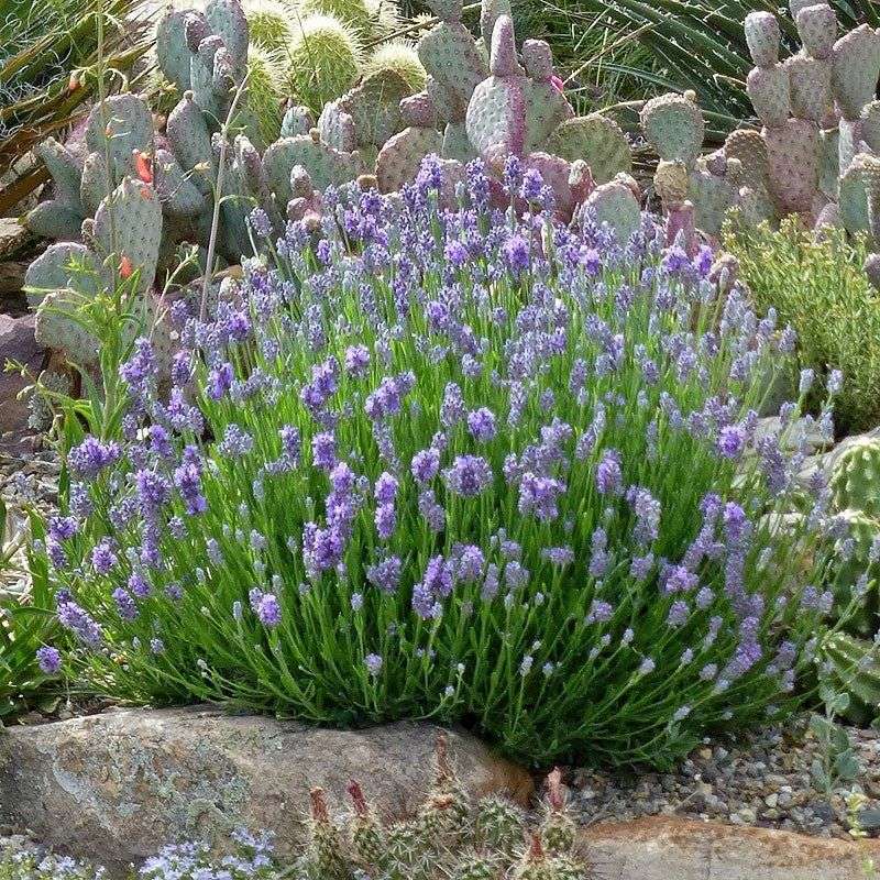 Lavender Plants Are A Fragrant Fortress