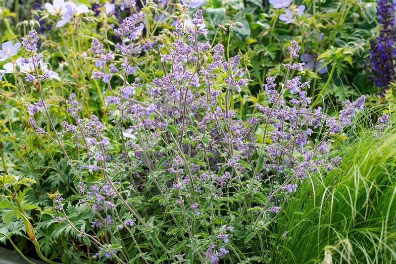 Catnip Confuses Invaders With A Potent Punch