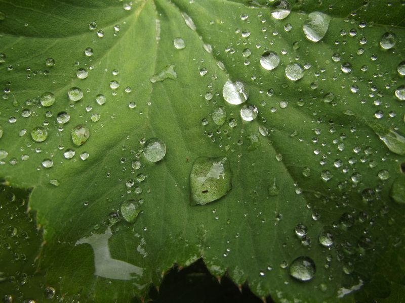 Lady's Mantle Softens Edges And Catches The Rain