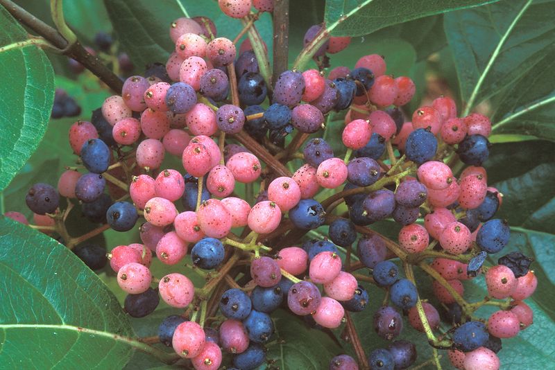 Possumhaw Viburnum Delivers Berries With A Striking Color Change