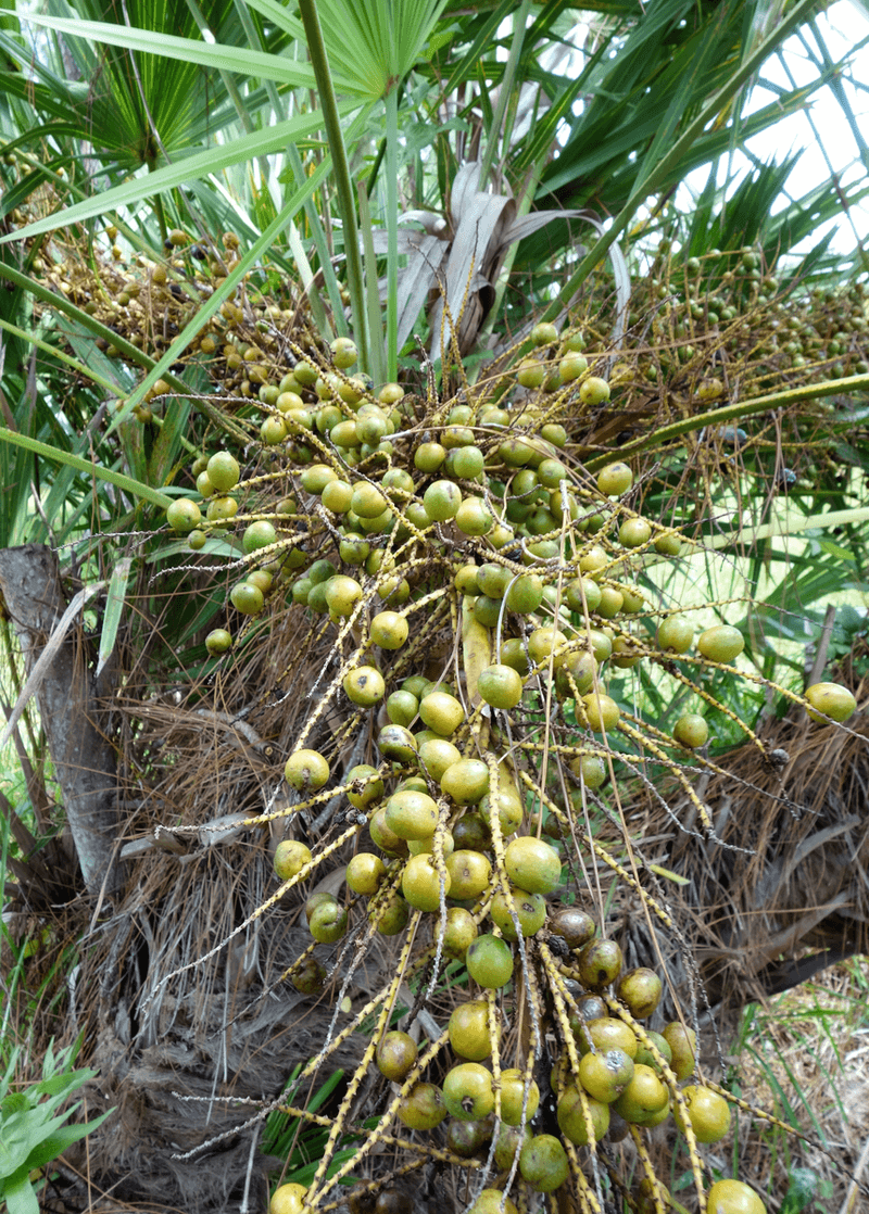 Saw Palmetto: A Rugged Berry Buffet Birds Trust