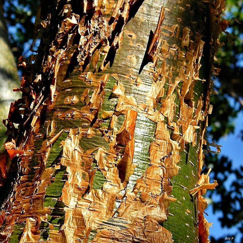 Gumbo Limbo Dazzles With Peeling Bark