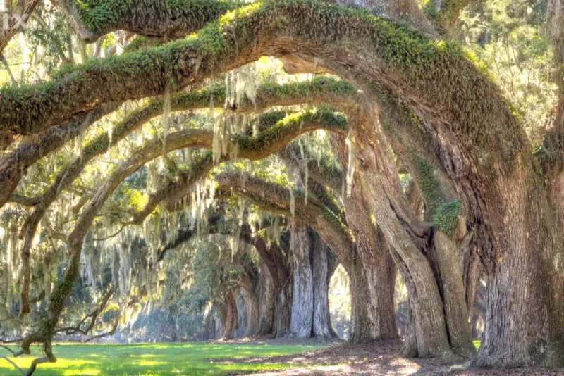 Live Oak, Enduring Shade And Natural Walls