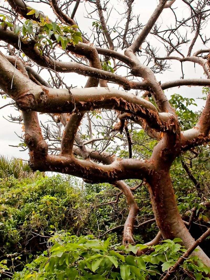 Gumbo Limbo Bends So It Will Not Break