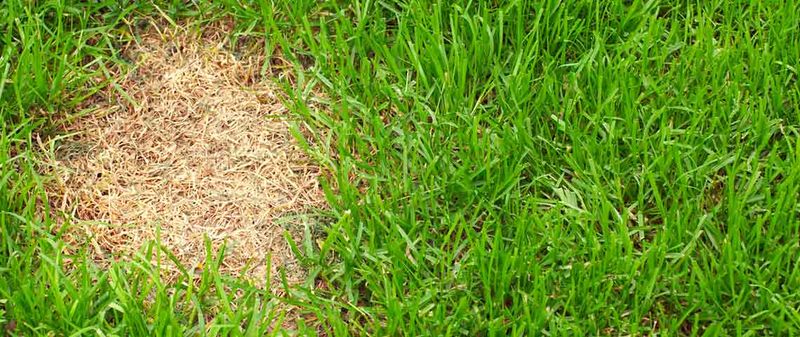 Repair The Lawn After The Real Problem