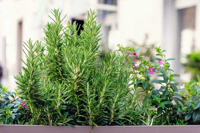Rosemary Delivers Year-Round Fragrance And Flavor