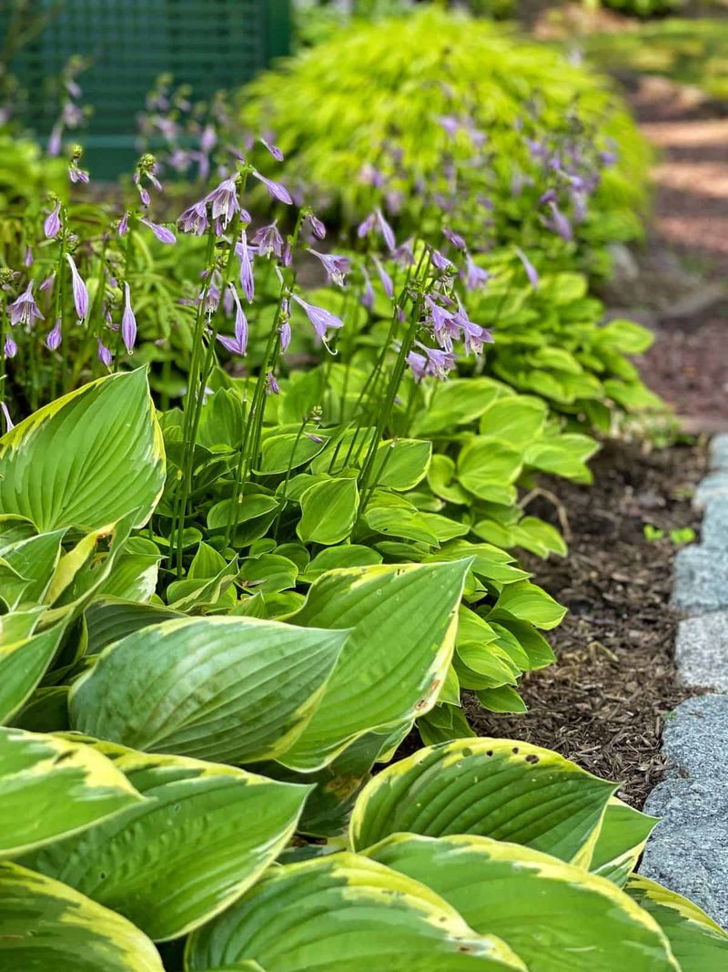 Mulch Belongs Beside The Crown