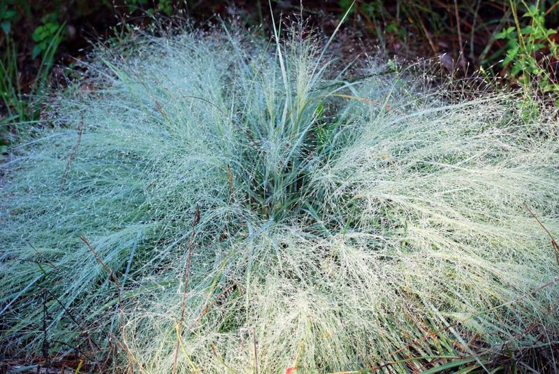 Elliott's Lovegrass Fits The Small Yard