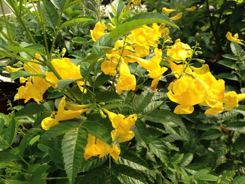Support Flowering With Sun And Measured Water