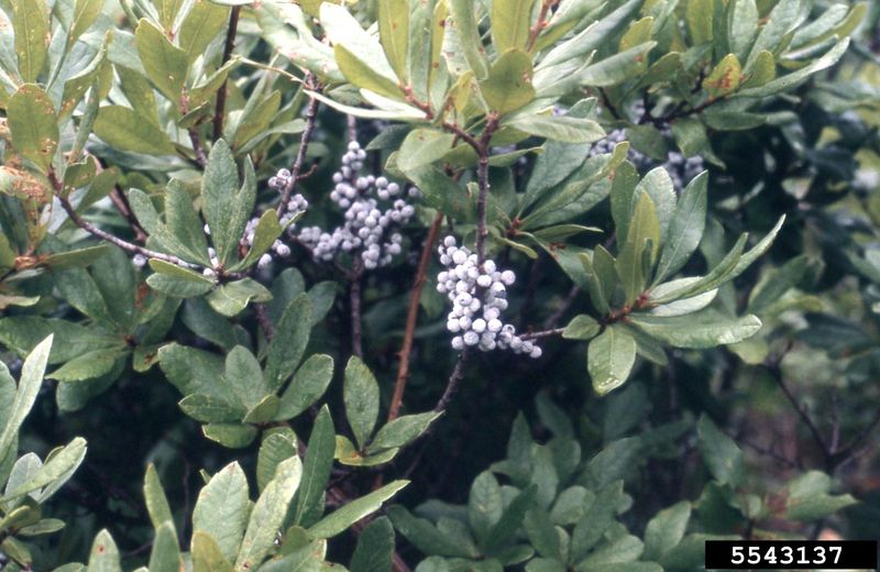 Wax Myrtle: A Fast Screen That Doubles As A Pantry