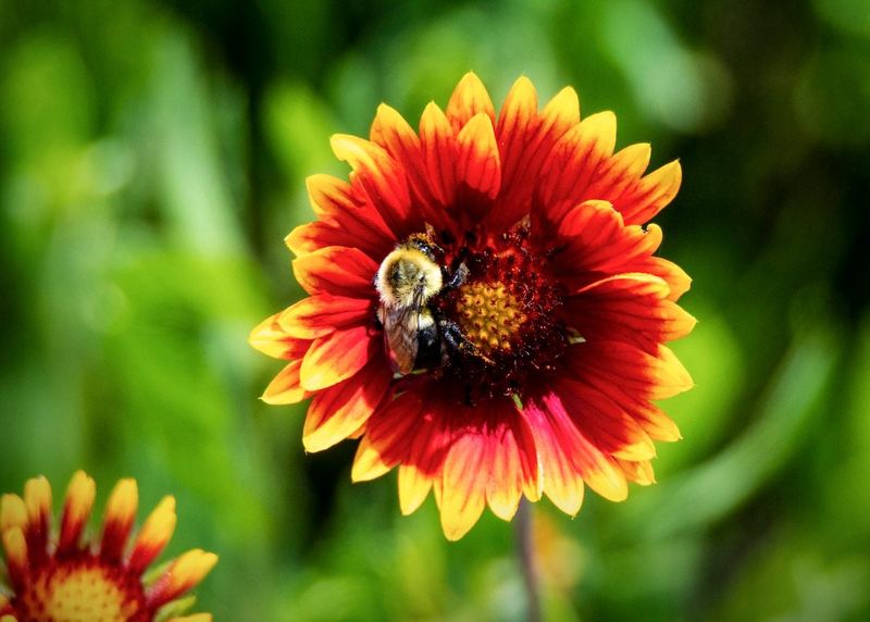 Blanket Flower Adds Cheerful Color