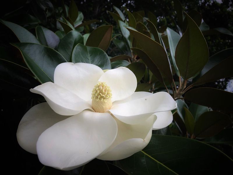 Southern Magnolia Offers Strong Beauty