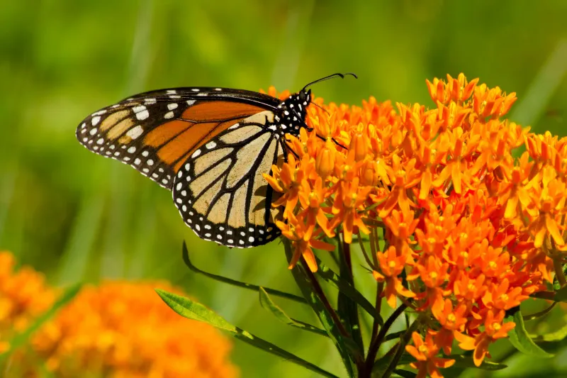 Native Milkweed Turns Your Yard Into A Monarch Stop