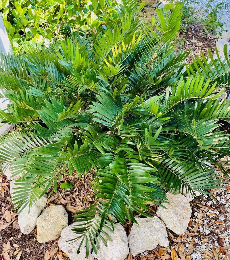 Coontie Feeds A Rare Butterfly And Fills Tough Spots