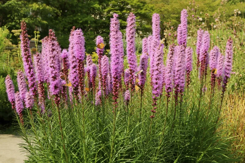 Dense Blazing Star Reaches For The Sun