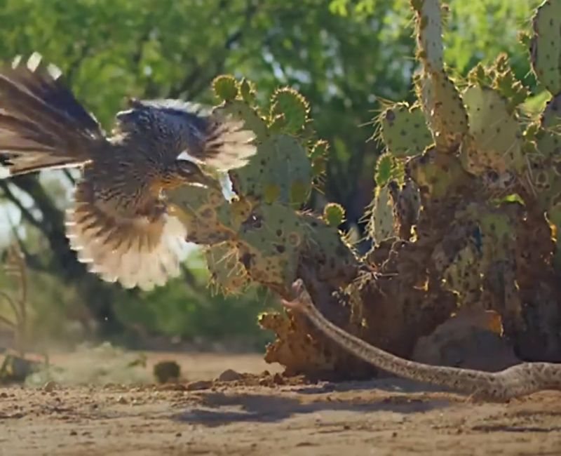 Venomous Snakes Meet Their Match