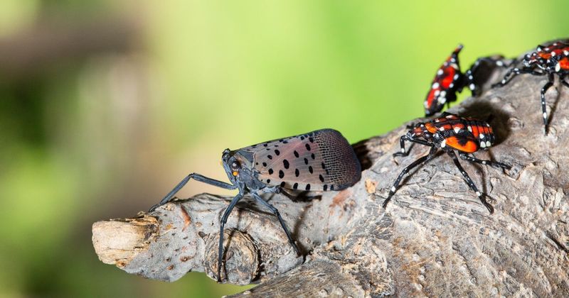 Stopping The Hitchhikers Before They Spread