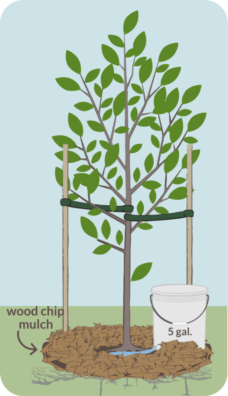 Keeping Your Petite Natives Thriving With Smart Watering