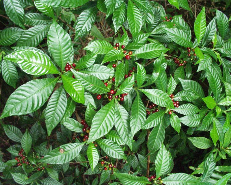 Wild Coffee Provides Shade Garden Beauty And A Unique Brew