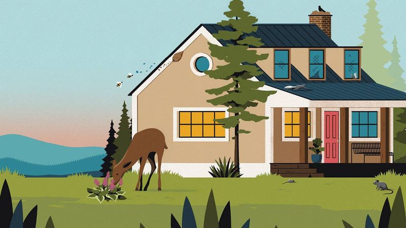 Reduce the Rodent Habitat Around Your Plants