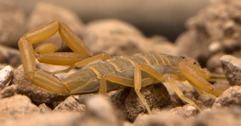 Remove Scorpions Without Taking Unnecessary Risks