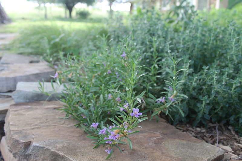 Snake Herb Threads Through The Toughest Heat