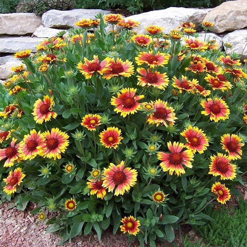 Gaillardia Brings A Blanket Of Wildflower Charm