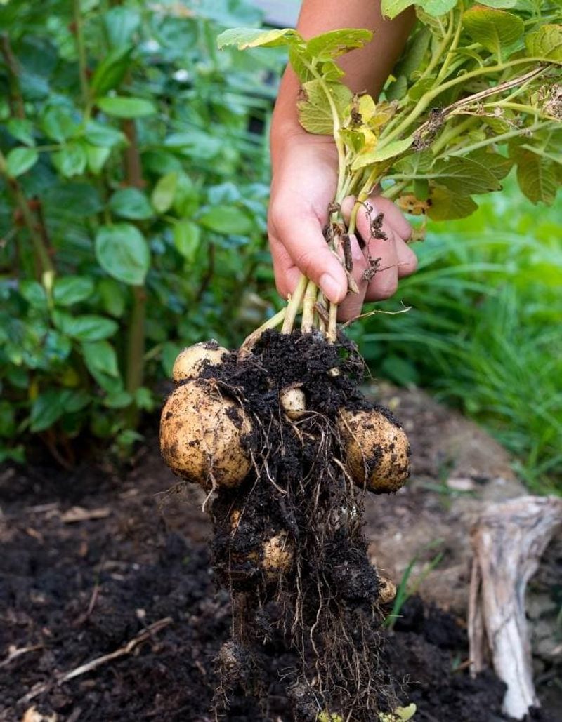 Maturity Tells You When to Dig