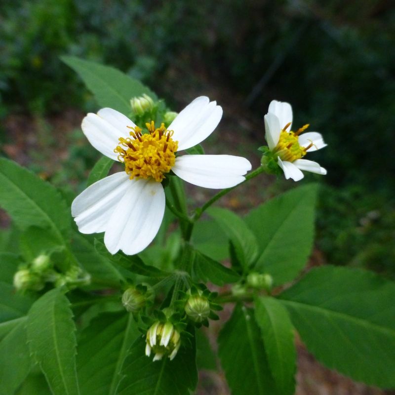Plant Spanish Needles For Sweet Nectar