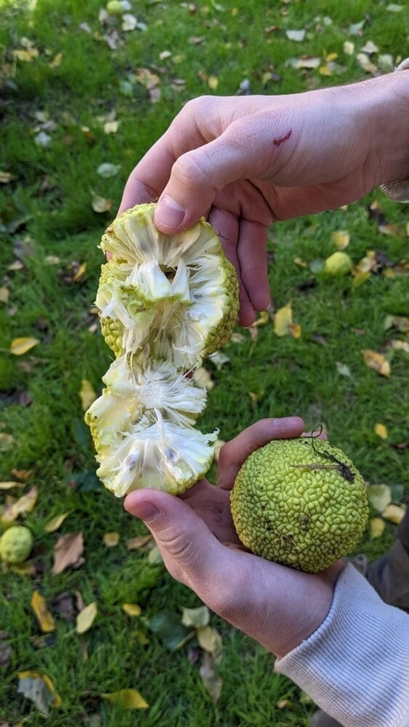 Grow It From A Nursery Tree Or Seed