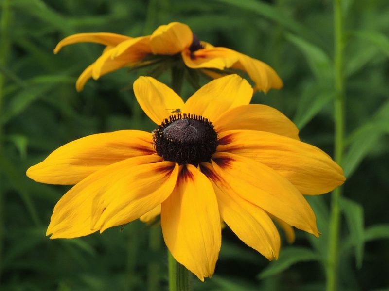 Choose A Different Flower For Full Sun