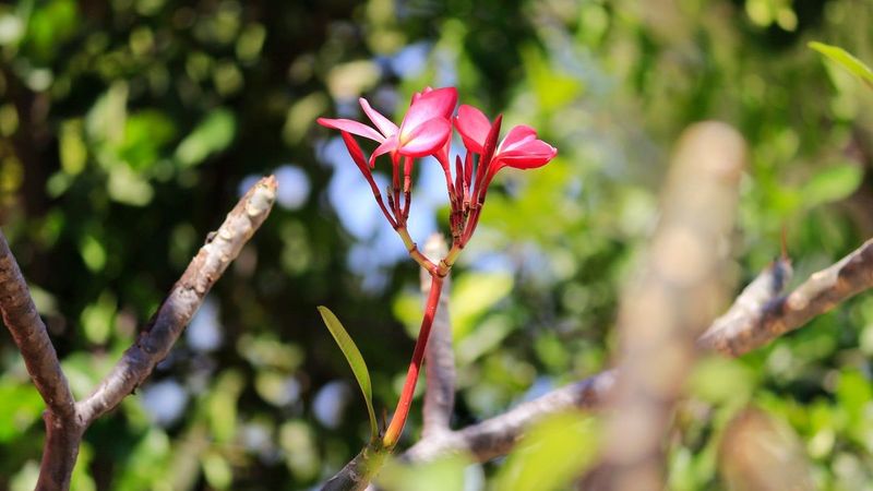 Choose Pruning Timing By Goal And Region