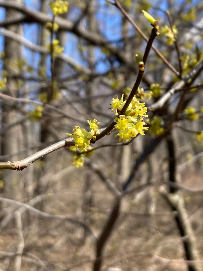Spicebush Barely Asks Anything From You