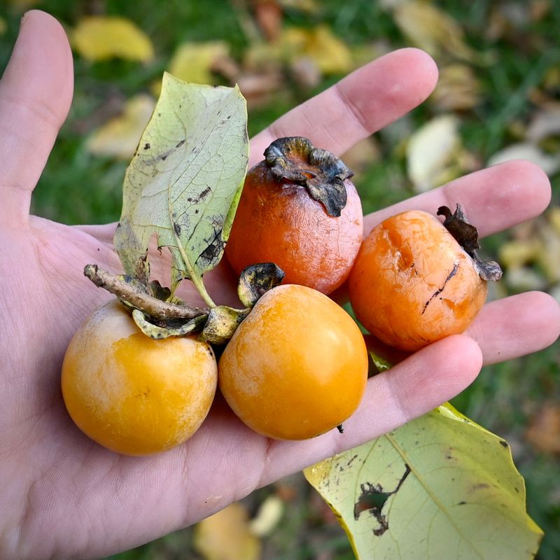 American Persimmon Rewards The Patient Gardener