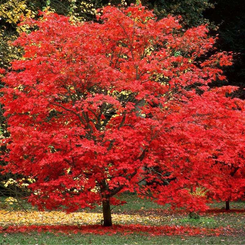 Red Maple Gives Fast Shade And Blazing Color