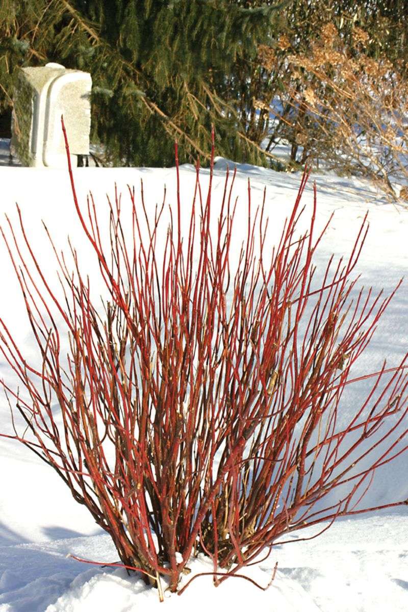 Red-Osier Dogwood Anchors The Wet Corners